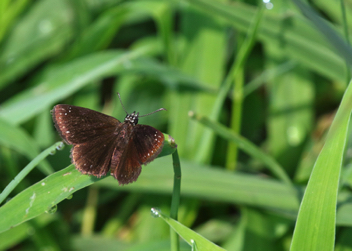 Common Sootywing